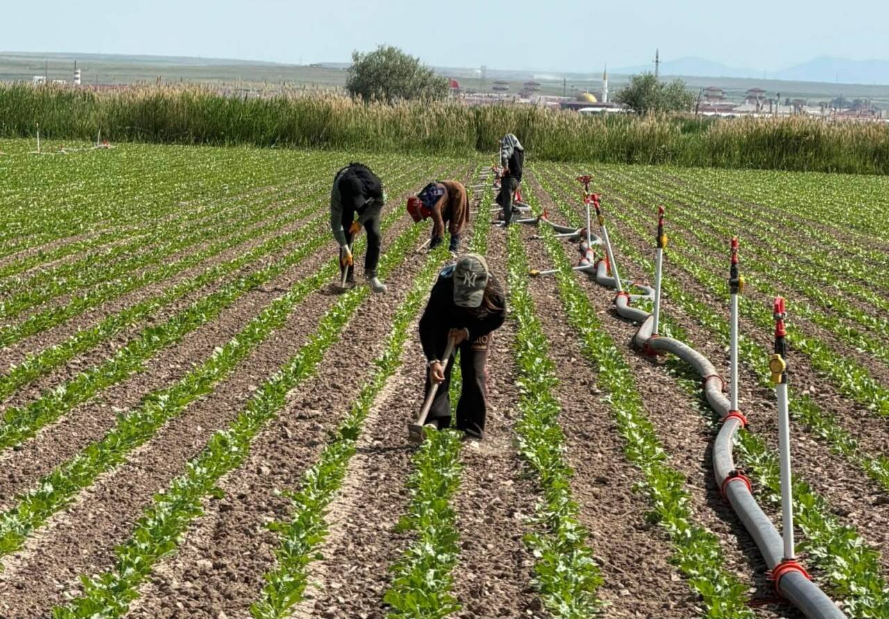Aksaray’da şeker pancarı ekili alanlarda çapalama çalışmaları devam etti. Ziraat