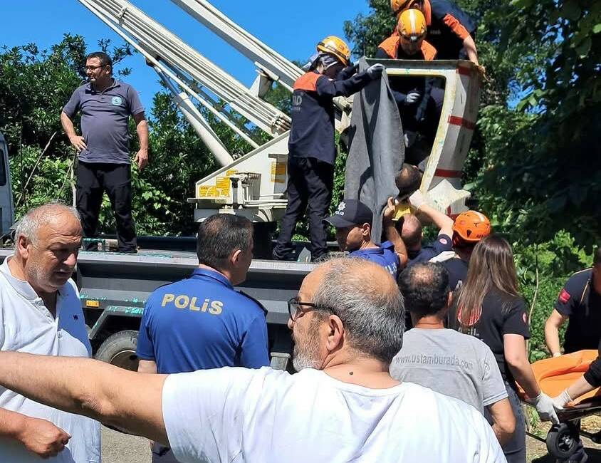 Rize'de ıhlamur toplarken kestiği dalın