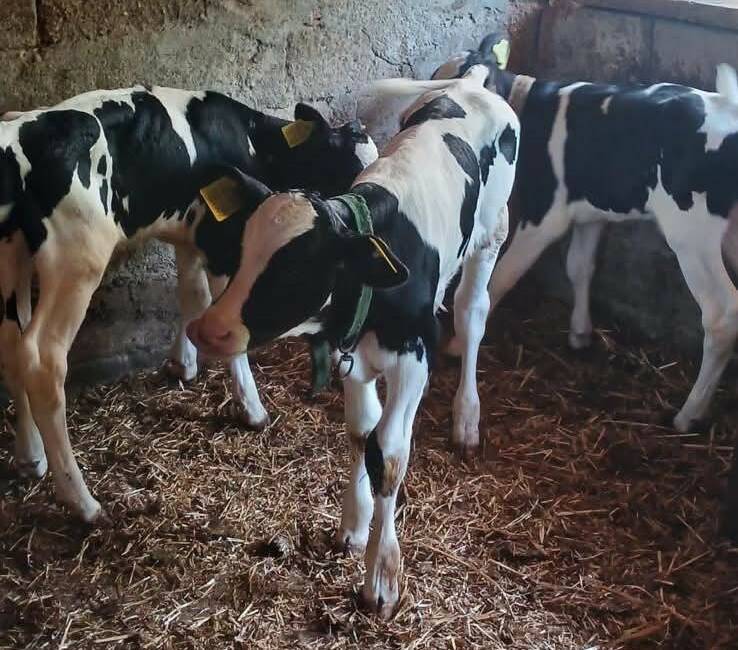Edirne merkez ilçeye bağlı Küçükdöllük