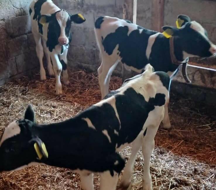 Üreticinin üçüz buzağı sevinci! Edirne merkez ilçeye bağlı Küçükdöllük köyünde yetiştiricilik yapan Zeki Pamuk'a