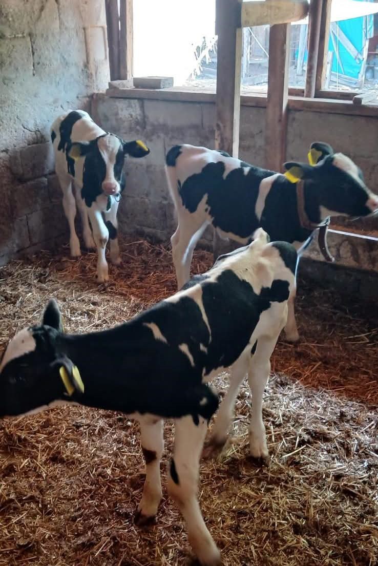Edirne merkez ilçeye bağlı Küçükdöllük köyünde yetiştiricilik yapan Zeki Pamuk'a