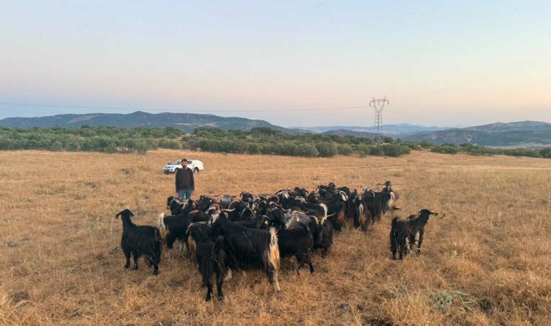 Kaybolan keçiler dronla bulundu! Elazığ’da kaybolan 30 keçi, jandarma ekiplerinin dron destekli arama çalışması