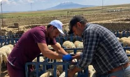 Aksaray’da brucella ve şap hastalıklarına karşı aşılama seferberliği sürüyor Aksaray İl Tarım ve Orman Müdürlüğü, hayvan sağlığının korunması ve