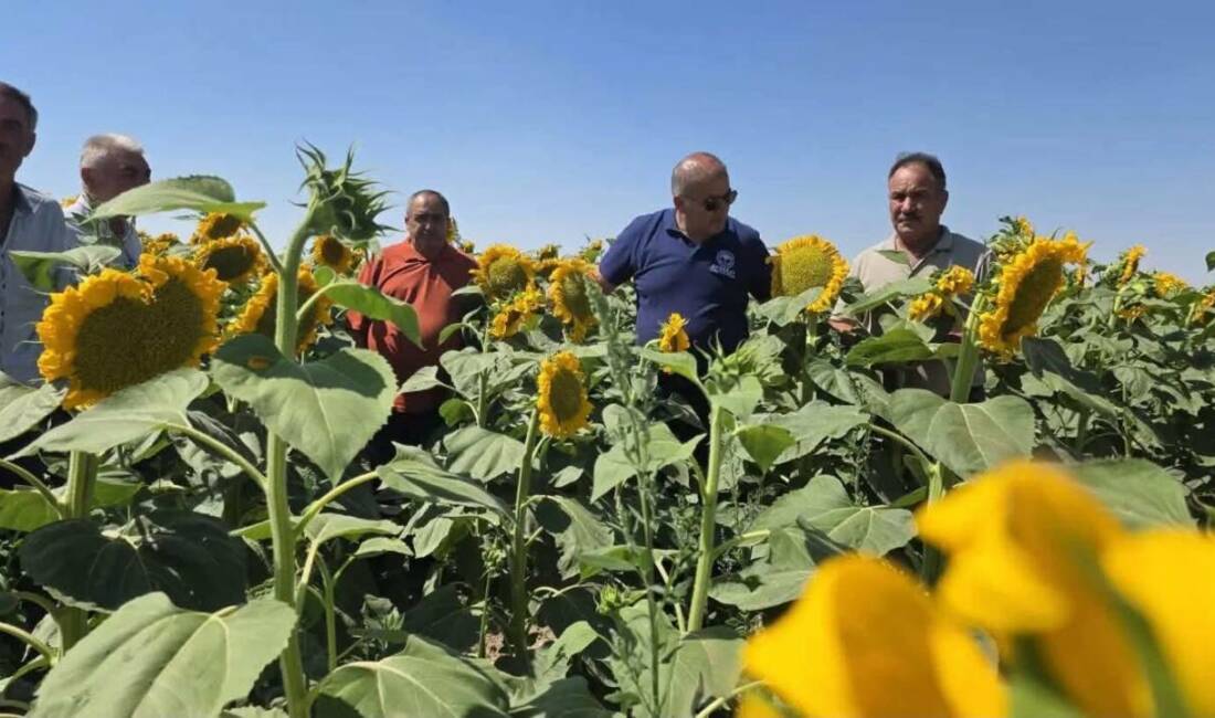 Toprağın sesi en iyi tarlada