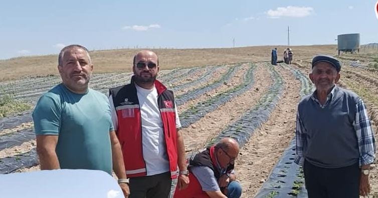 Aksaray İl Tarım ve Orman Müdürlüğü, Organik Çilek Yetiştiriciliğini Yaygınlaştırma