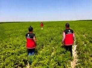 Aksaray İl Tarım ve Orman Müdürlüğü ekipleri, sertifikalı patates üretim