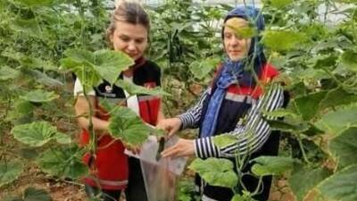 Aksaray İl Tarım ve Orman Müdürlüğü, seralarda yetiştirilen ürünlerde hasat