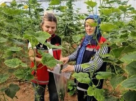 Aksaray’da seralarda hasat öncesi numune alımları sürüyor Aksaray İl Tarım ve Orman Müdürlüğü, seralarda yetiştirilen ürünlerde hasat