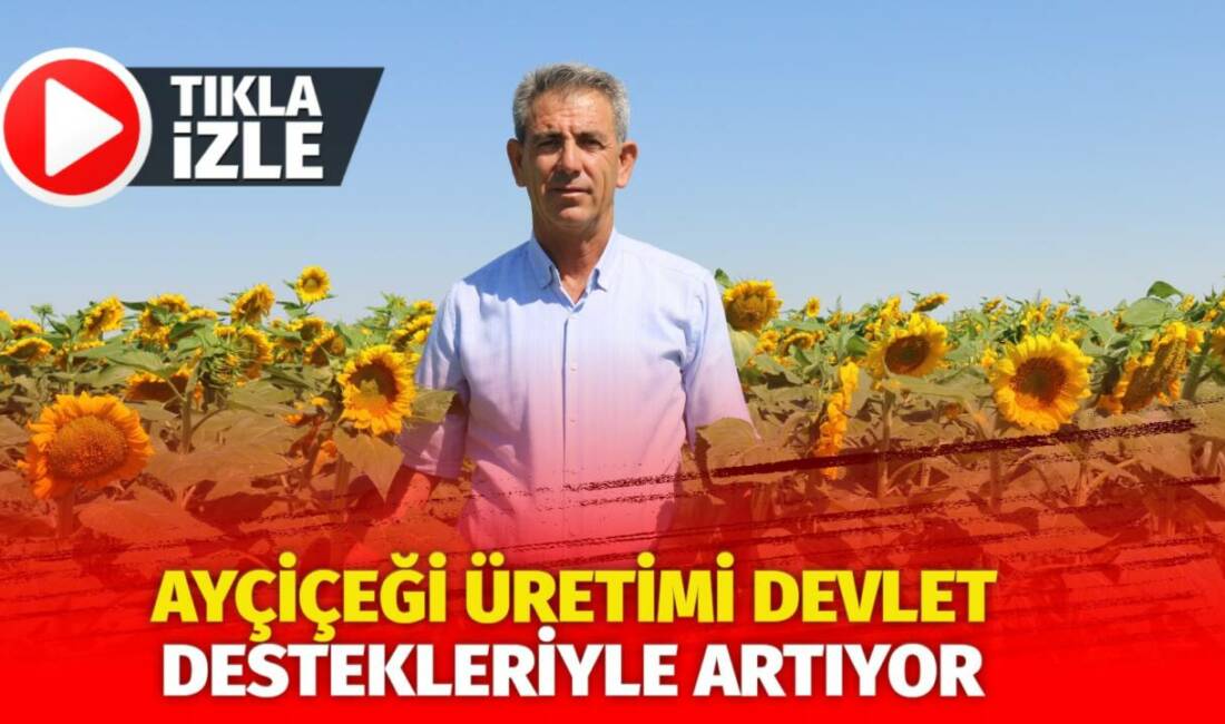 Aksarya'ın Eskil ilçesinde ayçiçeği üretimi, planlı üretim modeli kapsamında sağlanan