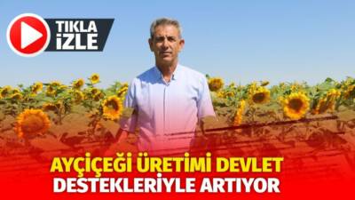 Aksarya'ın Eskil ilçesinde ayçiçeği üretimi, planlı üretim modeli kapsamında sağlanan