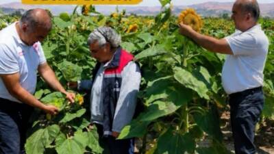 Aksaray İl Tarım ve Orman Müdürlüğü ekipleri, çerezlik ayçiçeği üretim
