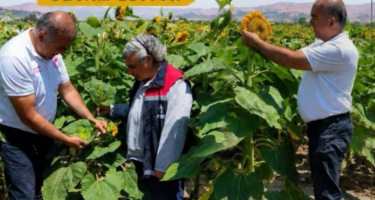 Aksaray’da çerezlik ayçiçeği tarlalarında kontroller sürüyor Aksaray İl Tarım ve Orman Müdürlüğü ekipleri, çerezlik ayçiçeği üretim