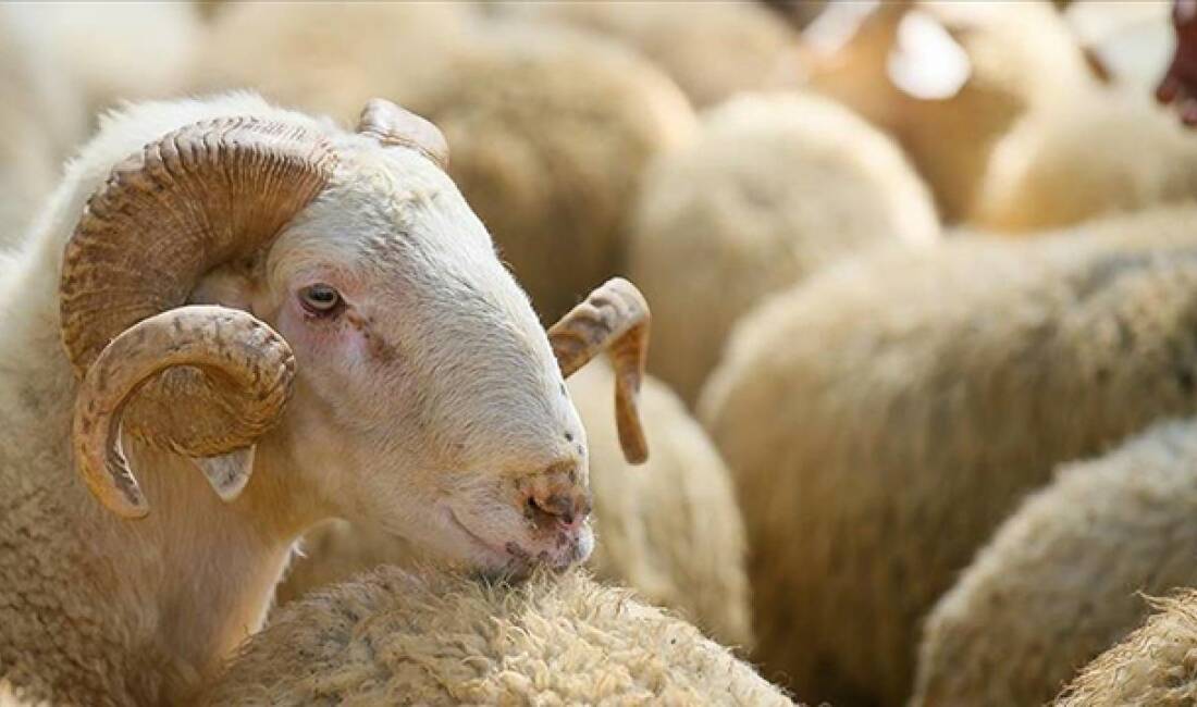 Hayvancılıkta Kendi İşini Kurmak İsteyenlere Destek Fırsatı: Başvurular Başladı İŞKUR tarafından dezavantajlı gruplara yönelik yürütülen 2026/4. Dönem Kendi İşini