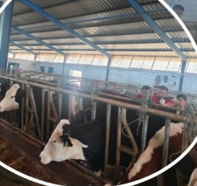 Aksaray’da Hastalıktan Ari İşletme denetimleri sürüyor Aksaray Tarım ve Orman İl Müdürlüğü ekipleri, Hastalıktan Ari İşletme